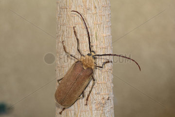 Longhorn beetle (Acanthinodera cumingii) male on a trunk  Viña del Mar  V Region of Valparaiso  Chile