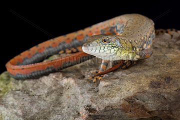 The Crocodile tegu (Crocodilurus amazonicus) is a large  semiaquatic lizard that is found in the Amazon basin and Guiana shield.