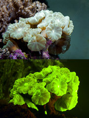 Fluorescent coral. Candy Cane Coral  Caulastrea furcata. Above photographed with daylight and bellow showing fluorescent colours photographed under special blue or ultraviolet light and filter. Many corals are intensely fluorescent under certain light wavelengths. Shallow water reef-building fluorescent corals seem to be more resistant to coral bleaching than other corals  and the higher the density of fluorescent pigments  the more likely to resist. This enables them to better protect the zooxanthellae that help sustain them. The pigments that fluoresce are photoproteins  and a current theory is that this acts as a type of sunscreen that prevents too much UV light damaging the zooxanthallae. These corals have the photoproteins above the zooxanthallae to protect them. Corals that grow in deeper water  where light is scarce  are using fluorescence to absorb UV light and reflect it back to the zooxanthallae to give them more light to turn into nutrients. These corals have the photoproteins below the zooxanthallae to reflect it back. Photographed in aquarium. Portugal
