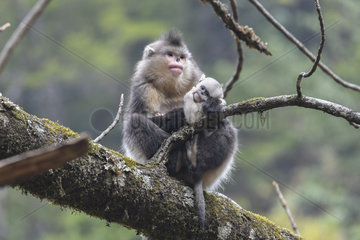 Black Snub-nosed Monkey (Rhinopithecus bieti) female and her young  Yunnan  China