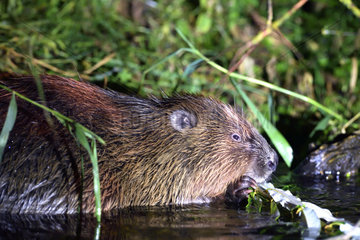European Beaver (European Beaver) eating a branch in a river  Biebrza National Park  Poland