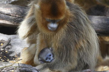 Golden snub-nosed monkey (Pygathrix roxellana) female and young  Shanxii  China