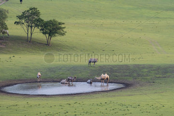 Bactrian camel (Camelus bactrianus) at the water hole  Bashang Grassland  Zhangjiakou  Hebei Province  Inner Mongolia  China