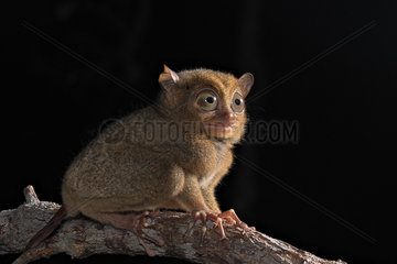 Western tarsier (Cephalopachus bancanus)  Belitung  Indonesia.