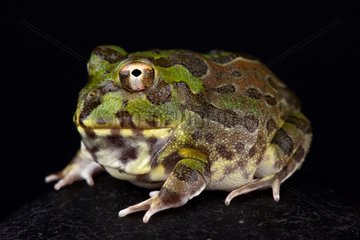 Chaco horned frog (Chacophrys pierottii)