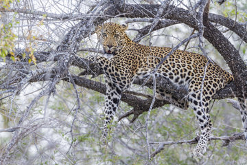 Leopard (Panthera pardus) in Kruger National park  South Africa