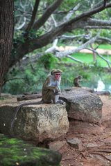 Toque macaque (Macaca sinica) on rock  Sigirya  Sri Lanka