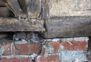 Brown rat (Rattus norvegicus) looking for food in an old barn