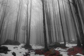 Beech trees forest in the fog  Corniglio Parma  Emilia Romagna  Italy