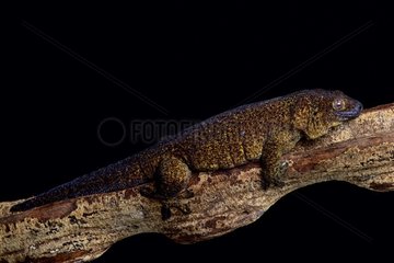 The Giant bronze gecko (Ailuronyx trachygaster) is a enigmatic species rarely seen due to its preference for remaining high above the ground  and also because of its sandy-bronze colouration  which camouflages it against the stems and branches of its preferred tree  the coco-de-mer palm (Lodoicea maldivica) endemic to the Seychelles islands. Its area of occupancy is 13 kmÂ² and it is known from only two locations.