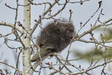 Porcupine (Erethizon dorsatum) in a tree in spring  near Lake Louise  Alaska