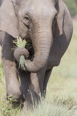 Asian or Asiatic elephant (Elephas maximus)  Jim Corbett National Park  Uttarakhand  India