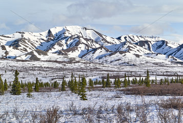 Denali National Parklandscape in spring  Alaska