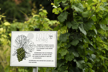 Vine Riesling grape vine  the Jardin des Vignes next to the Haute gate  Ammerschwihr  Haut Rhin  France