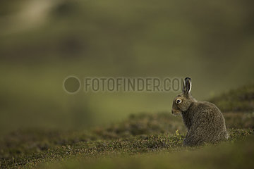 Mountain Hare (Lepus timidus). A Mountain Hare in the late evening light in the Cairngorms National Park  UK.