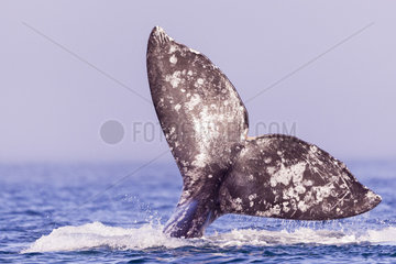 Gray Whale (Eschrichtius robustus)  tail with trademarks that are distinctive signs of each whale  Magdalena Bay (Madelaine Bay)  Puerto San Carlos  Baja California Sur  Mexico