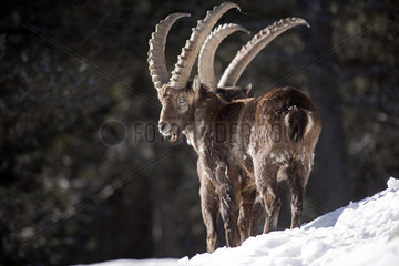 Alpine Ibex (Capra ibex) in winter  France