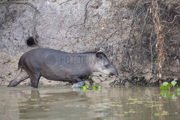 Brazilian Tapir (Tapirus terrestris)  Pantanal  Mato Grosso  Brazil