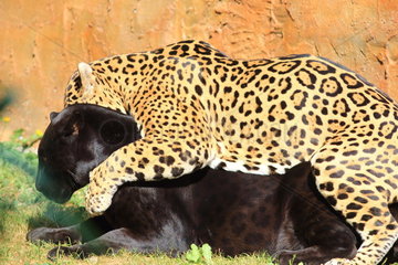 Jaguar (Panthera onca) mating