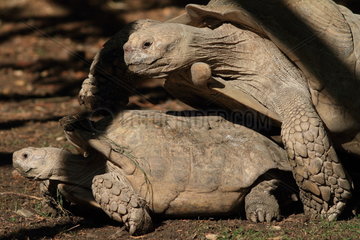 African spurred tortoise (Geochelone sulcata) Attempt to mate