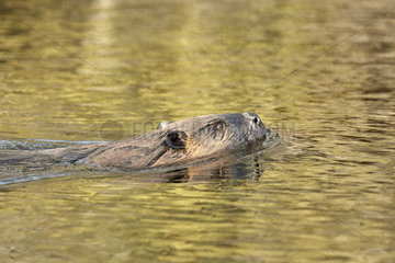 North American Beaver (Castor canadensis) swimming in a tributary of the Delta River  Alalska
