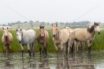 Horses group in the water  Bashang Grassland  Zhangjiakou  Hebei Province  Inner Mongolia  China