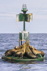 California sea lion ( Zalophus californianus)  rests on buoy  Ojo de Liebre Lagoon (formerly known as Scammon's Lagoon)  Guerrero Negro  Baja California Sur  Mexico