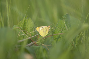 Pale Clouded Yellow (Colias hyale) male  Lorraine  France