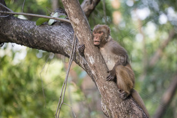 Rhesus macaque (Macaca mulatta)  adult resting in a tree  Jim Corbett National Park  Uttarakhand  India