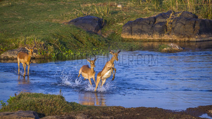 Common Impala (Aepyceros melampus) in Kruger National park  South Africa