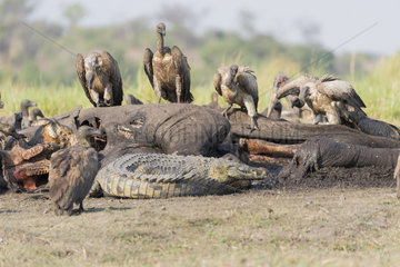 Nile Crocodile (Crocodylus niloticus) comes to eat as well as African vultures (Gyps africanus) an African savanna Elephant or Savannah Elephant (Loxodonta africana)  killed  killed by anthrax  Chobe river  Chobe National Park Bostwana