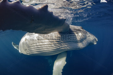 Humpback whale (Megaptera novaeangliae) Calf playing with photographer  Tonga Island  Vava'u  Pacific Ocean