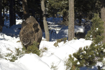 Wild Boar (Sus scrofa) in winter