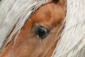 Head of a horse with white hair