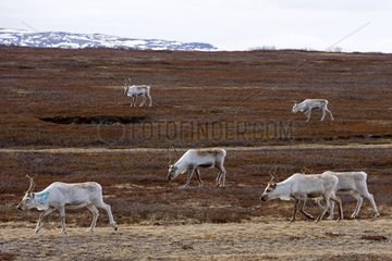 Caribous walking in polar tundra in spring Norway