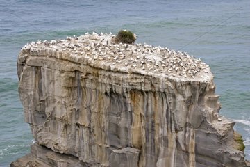 Nesting gannets at Muriwai gannet colony New-Zealand
