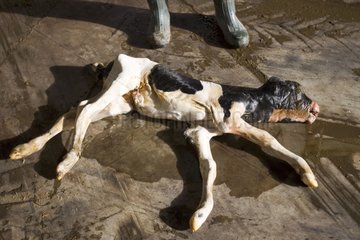 Aborted Prim'Holstein Calf France