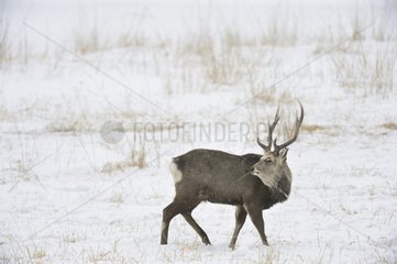 Male sika deer in the snow - Hokkaido Japan