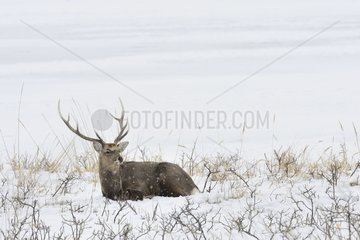 Male sika deer lying in the snow - Hokkaido Japan