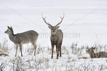 Male sika deer and hind in the snow - Hokkaido Japan