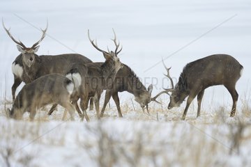 Male sika deers in the snow - Hokkaido Japan