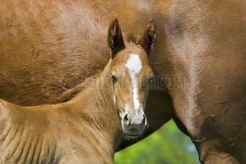 English Thoroughbred foal against her mother in a stud
