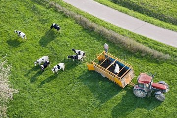 Holstein heifers out of a cattle truck in a field - France