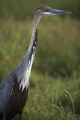 Goliath Heron im Amboseli -Nationalpark Kenia