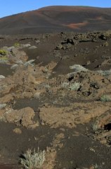 Plants colonizing stringed lava flow Piton de la fournaise