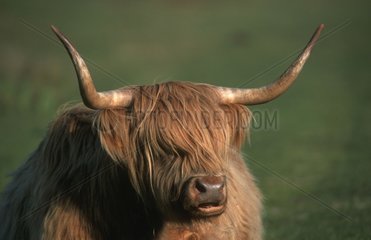 Portrait of Highland Cow Texel Island Netherland