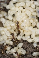 Ants with their larvae