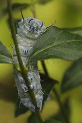 Giant atlas moth caterpillar on a branch