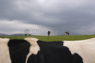 Vaches Prim'Holstein dans un pré Lozère