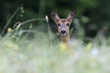 Portrait of a Roe in the tall grass France